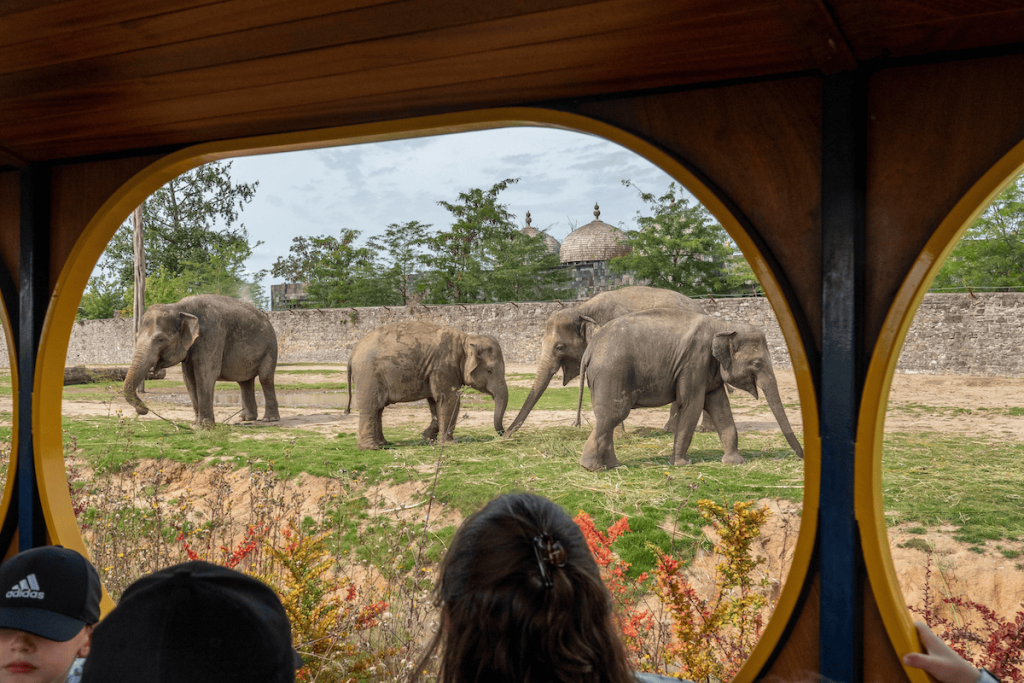 zoo-elephant-top-europe-belgique-mons (1)